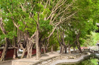 Banyan tree Çin