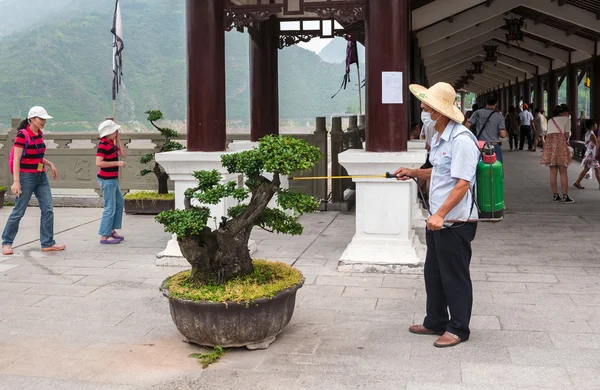 中国工人洒上树 — 图库照片