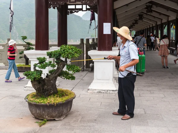 Chinese worker sprinkles tree — Stock Photo, Image