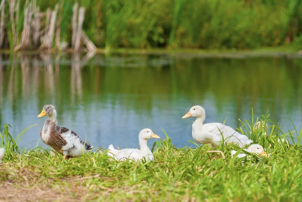 Canards sur le rivage — Photo