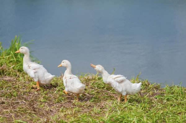 Weiße Ente — Stockfoto