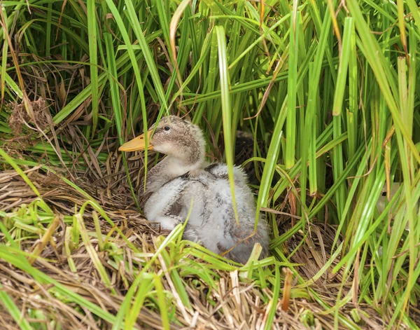 Ente im Gras — Stockfoto