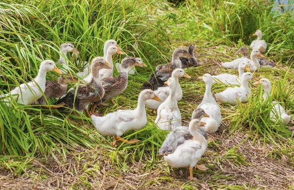 Patos en la orilla — Foto de Stock