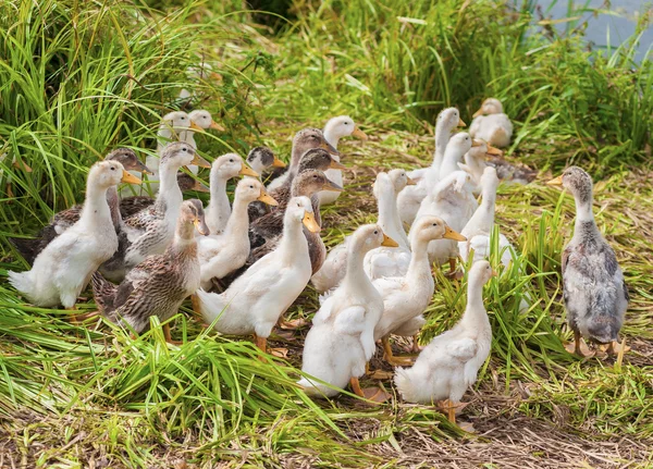Patos en la orilla — Foto de Stock
