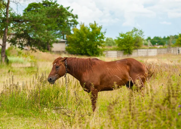 Brun häst — Stockfoto