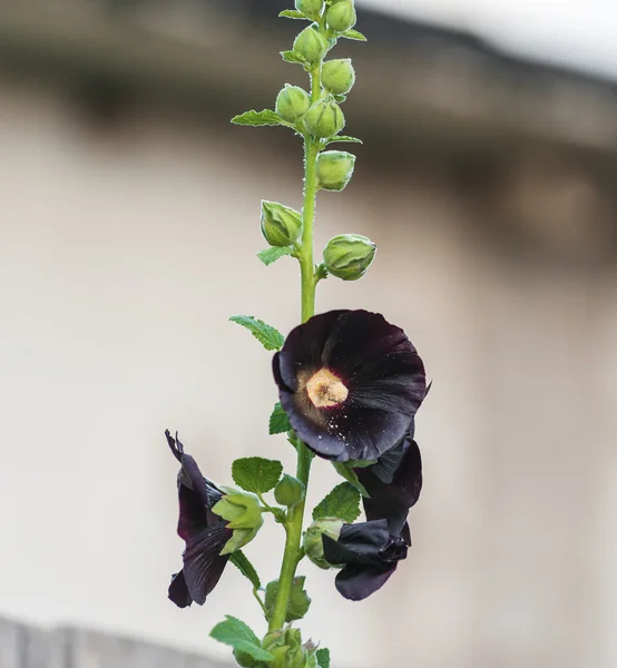 Blühende schwarze Malve — Stockfoto