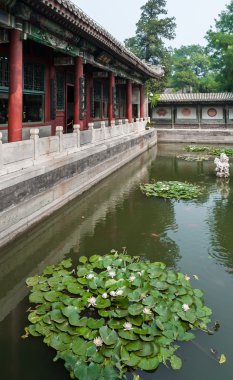 Su zambakları gölette