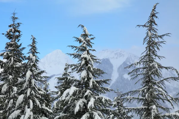 Vinterlandskap — Stockfoto