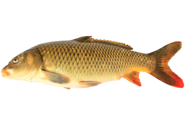 Big carp on a white background — Stock Photo, Image