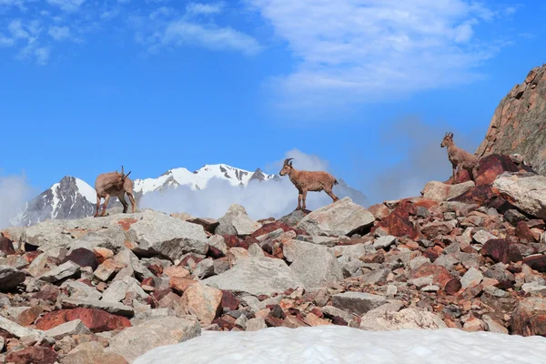Mountain goats Stock Image