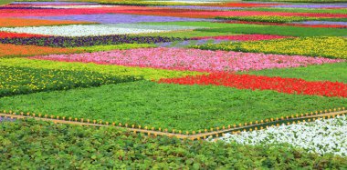 renkli flowerbed