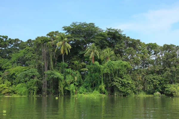 Forêt tropicale — Photo