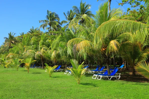 Deck chairs under palm trees — Stock Photo, Image