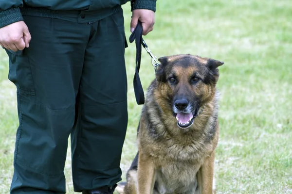 Ufficiale di guardia di frontiera con pastore tedesco sulla formazione K-9 . — Foto Stock