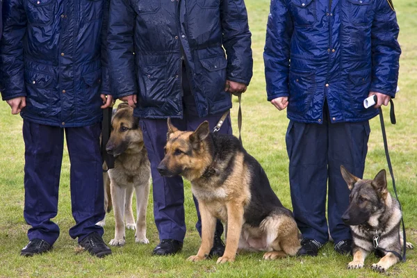 Ufficiali di polizia con cani su un prato piovoso . — Foto Stock