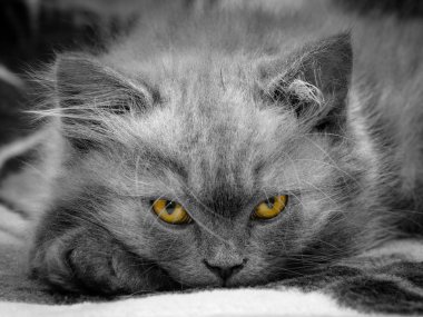 İskoç kitty