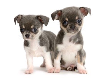 Chihuahua yavrusu