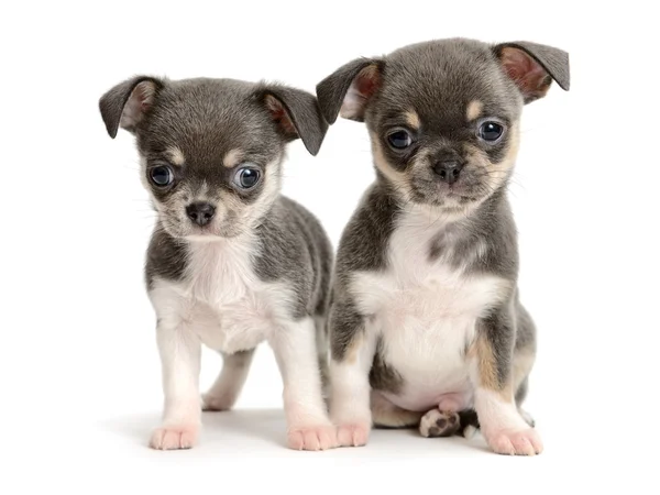 Chihuahua — Stock Photo, Image