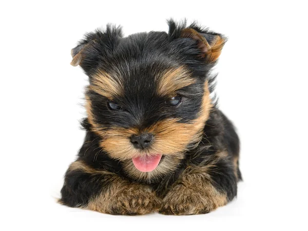 Yorkshire terrier — Stockfoto