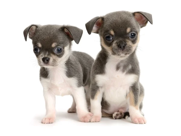 Chihuahua pup — Stockfoto