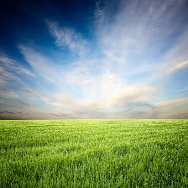 Wheat field Royalty Free Stock Photos