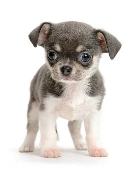 Chihuahua Stock Picture