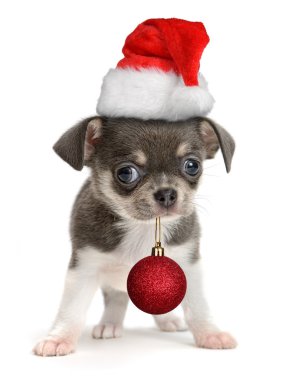 Chihuahua