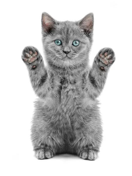 Кошка приветствует. Махающий котенок. Котята. Кот машет лапой гифка. Котенок с поднятыми лапками.