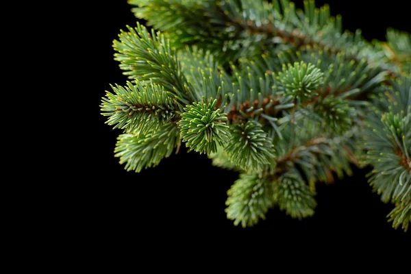 Fir tree — Stock Photo, Image