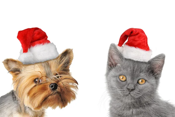 Chrismas perro y gato — Foto de Stock