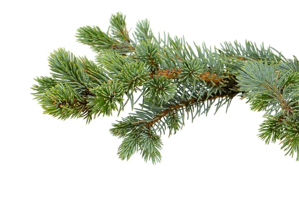 Fir tree Royalty Free Stock Images