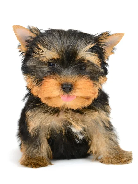 Yorkshire Terrier — Stockfoto