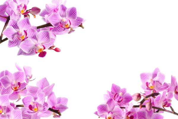 Orchidee — Stockfoto