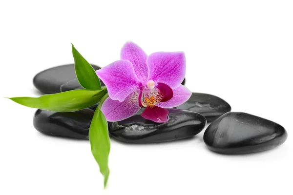 Orchidee — Stockfoto