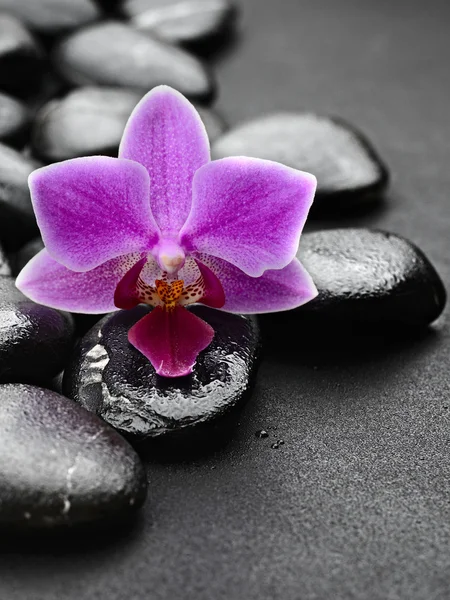 Orquídea — Foto de Stock