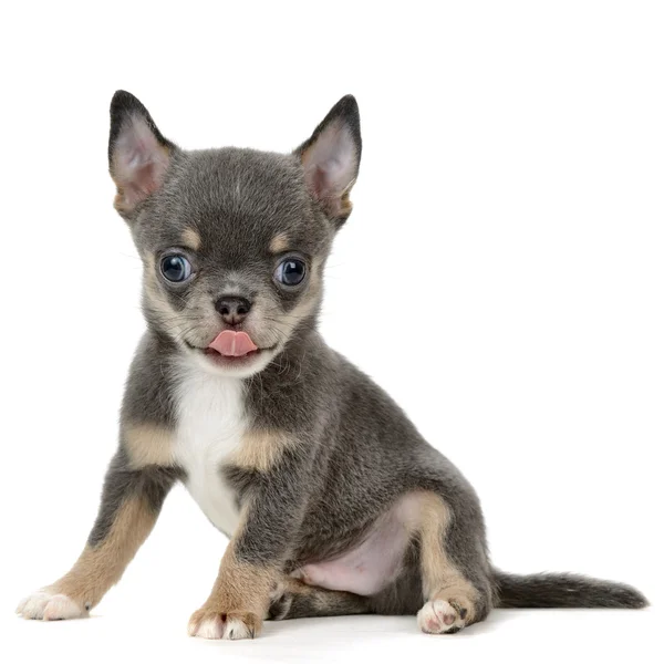 Chihuahua — Stock Photo, Image