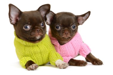 Chihuahua