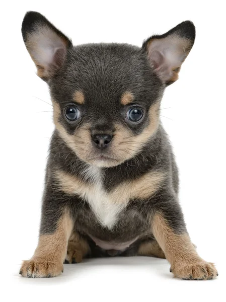 Chihuahua — Stockfoto