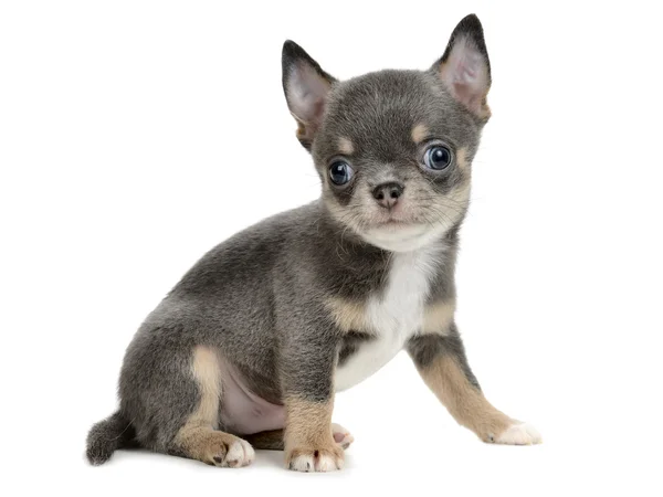 Chihuahua — Stockfoto