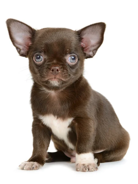 Chihuahua — Stock Photo, Image