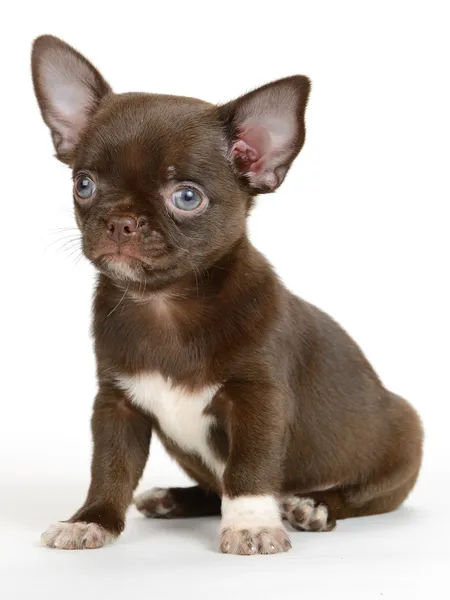 Chihuahua — Stock Photo, Image