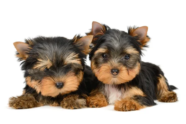 Yorkshire terrier — Fotografia de Stock