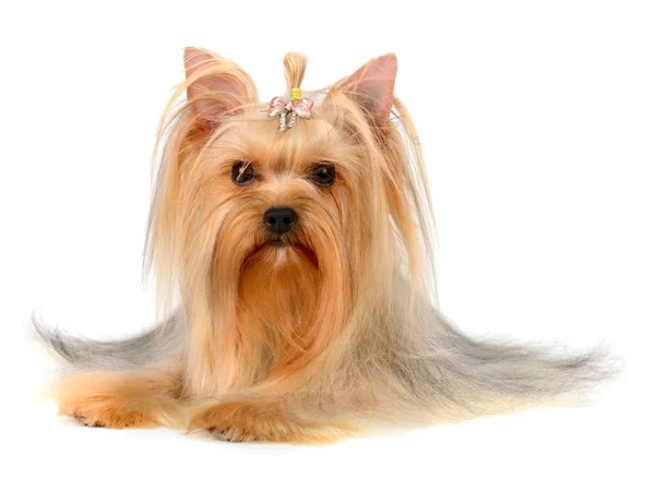 Yorkshire terrier — Zdjęcie stockowe