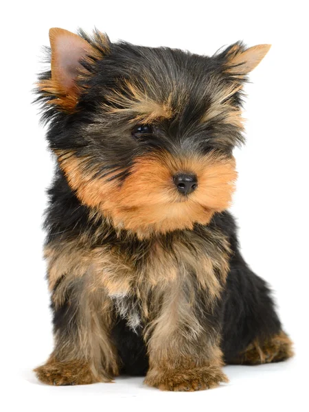 Puppy van de Terriër van Yorkshire de leeftijd van 2 maand geïsoleerd op wit — Stockfoto