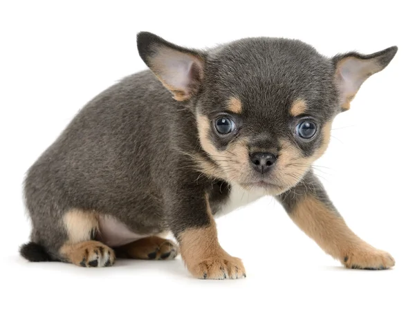 Chihuahua Stock Photo