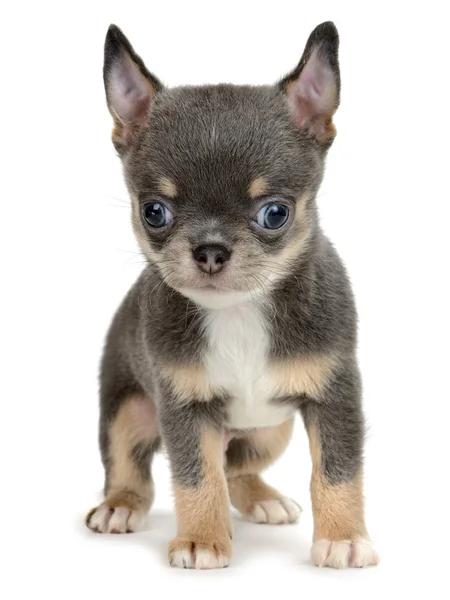 Chihuahua Stock Picture