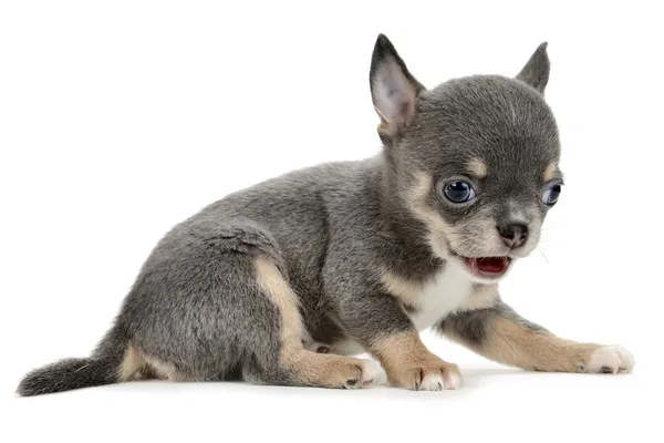 Chihuahua Royalty Free Stock Images