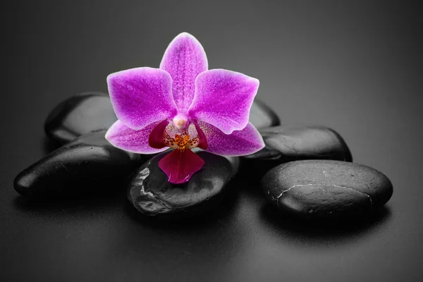 Orchidej — Stock fotografie