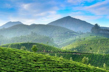 çay tarlaları