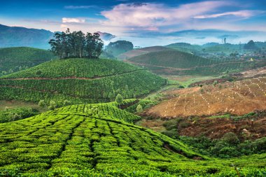 çay tarlaları